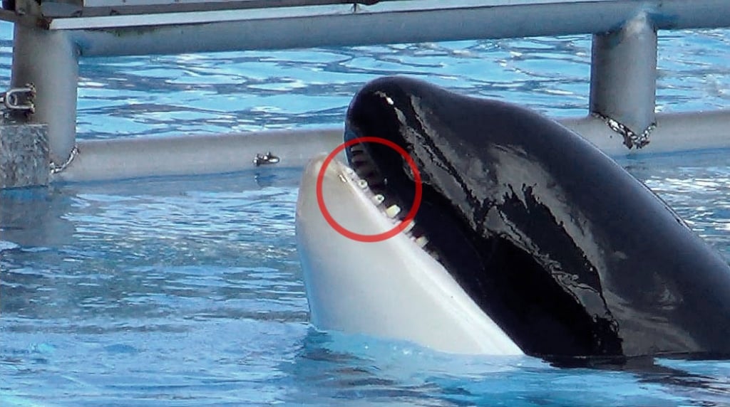 Photos From Loro Parque: This Is What Captivity Does to Orcas