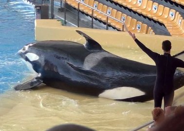 Spanish Court Dismisses Theme Park’s €100,000 Defamation Suit Against PETA