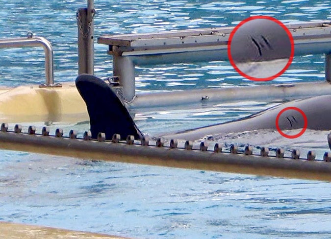 Loro Parque- Rake mark 1