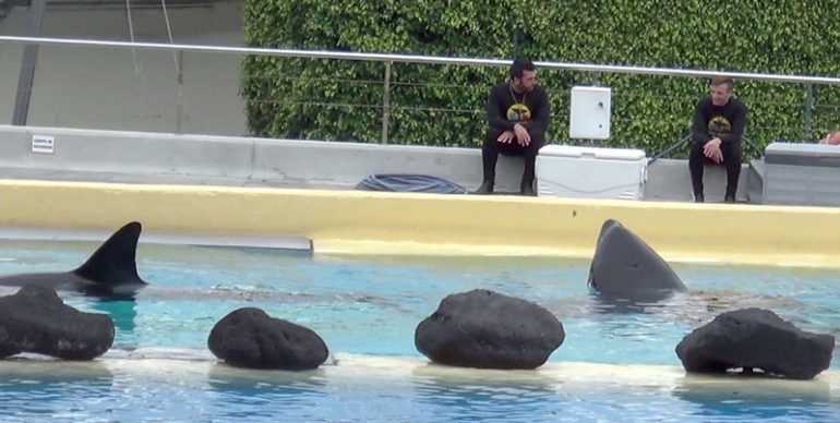 Loro Parque- ignored orcas 1