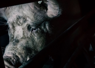 More Than 25,000 Supporters Speak Out Against Foston Pig Farm