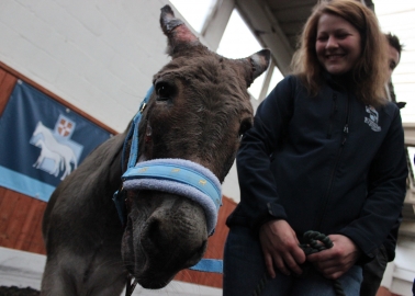 Hero Fire-Fighters Come to Noah the Donkey’s Rescue