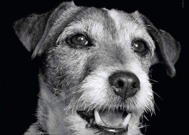 RIP, Uggie