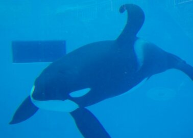 What Life Is Like for Orcas in Captivity