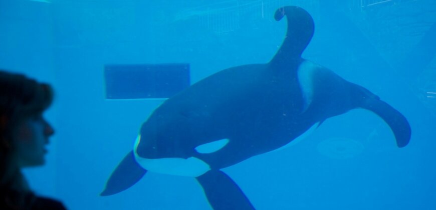 FUN FACTS ABOUT ORCAS IN CAPTIVITY visual data 7