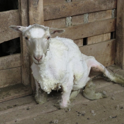 Exposed: Lambs Mutilated and Skinned Alive on Farms of Patagonia’s ‘Sustainable Wool’ Supplier