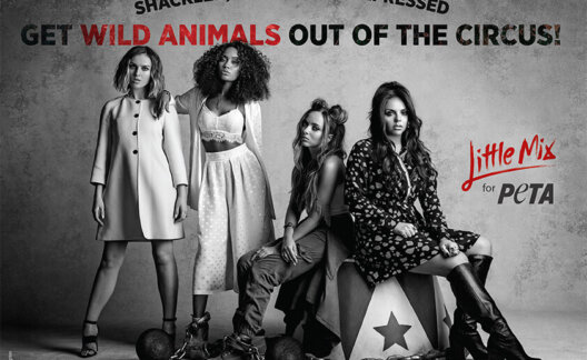 little mix PETA circus campaign