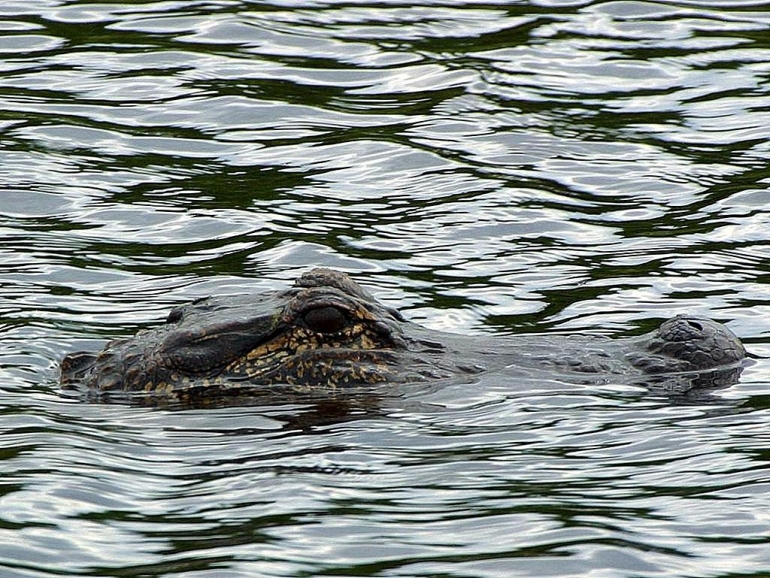 Alligator in the water_public domain
