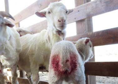 The Footage That Made This International Wool Supplier Cut Ties With a Farm It Had Trusted for Years