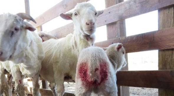 Animals Used for Wool | Animals Are Not Ours to Wear - PETA UK Animals Used for Wool | Animals Are Not Ours to Wear - PETA UK
