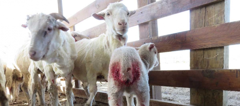 Argentina-Wool-Farm_Lamb-with-bleeding-tail-wound_crop