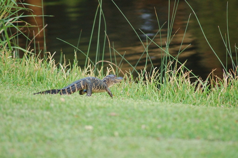 Baby_alligator_(Kiawah_Island_Resort,_South_Carolina_-_August_27_2008)