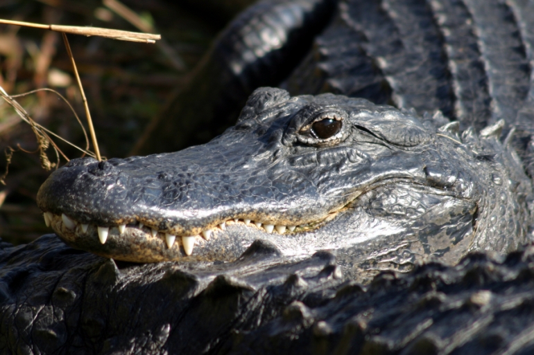 Everglades_Natl_Park_Alligator public domain