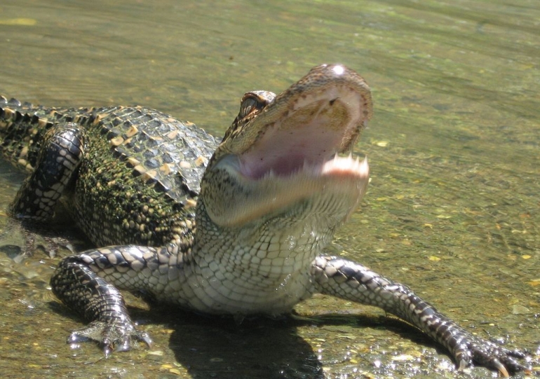 Gators_mouth_public domain