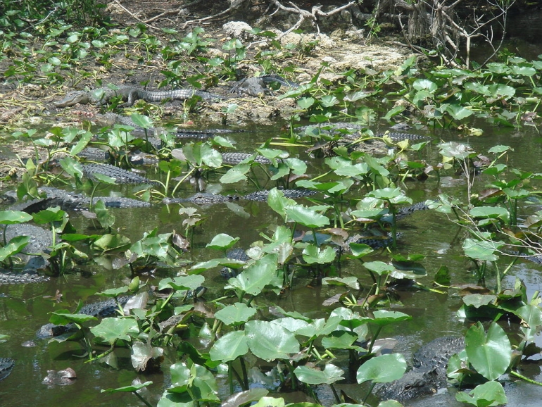 Many alligators_public domain