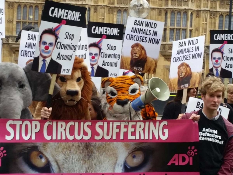 Finally! Government Introduces Bill to Ban Use of Wild Animals in Circuses  in England