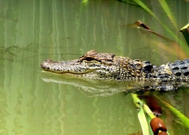 16 Facts That Will Make You See Alligators in a Whole New Light