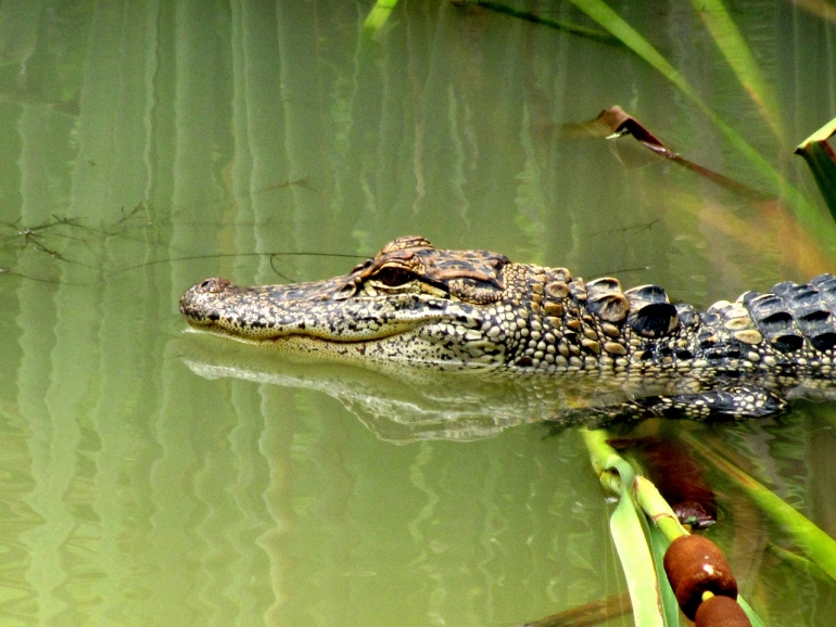 Serene alligator public domain