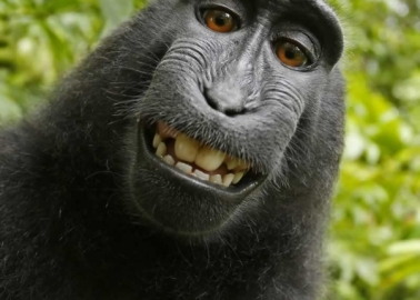 New Lawsuit Could See Photo Copyright Being Owned by a Monkey