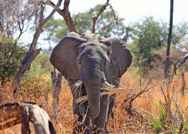 Good News! Portuguese Airline Bans Cruel Animal Shipments