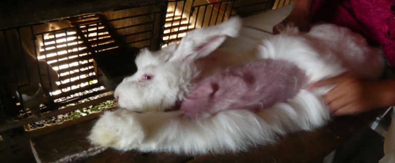 Angora rabbit fur plucking 21 Cropped