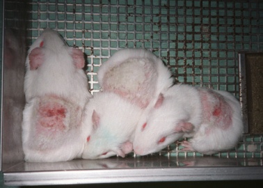 Are Clinique, Clarins, Dior and Others Illegally Marketing Cosmetics Tested on Animals?