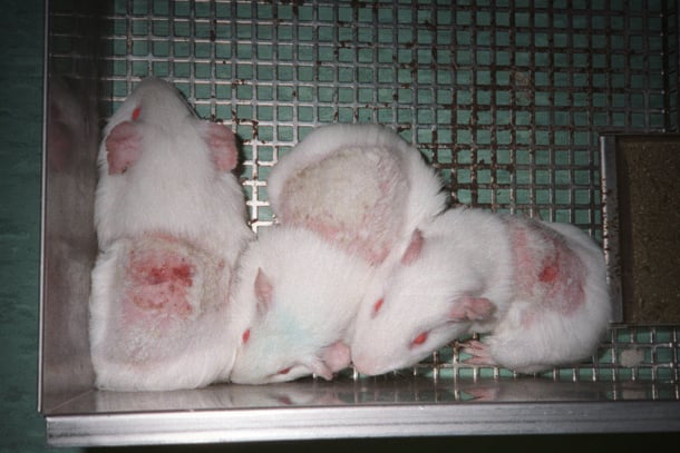Animal testing_guinea pigs