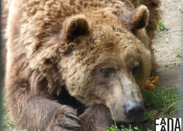 Happy Ending for Two Brown Bears Who Spent Years In a Cage Next to a Car Park