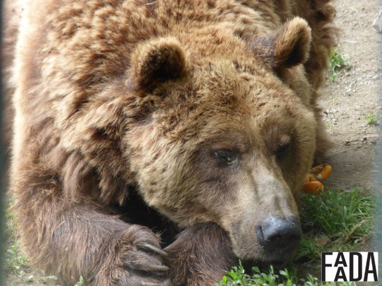 Brown bear close-up