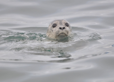 110 Seals Were Shot This Year to Protect the Unethical Salmon Industry