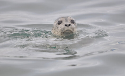 Scotland seal slaughter