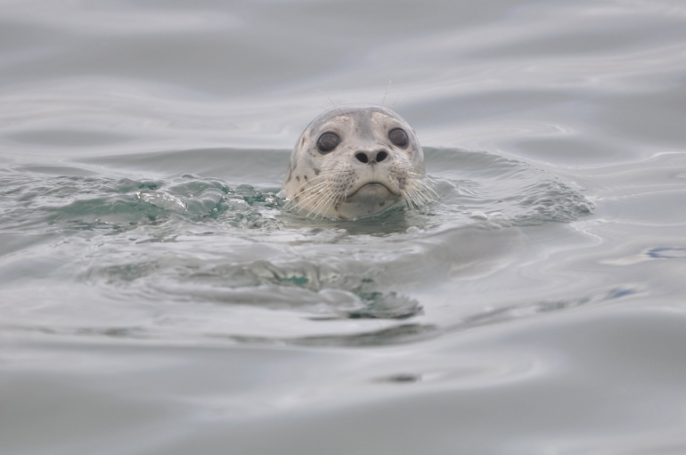 Scotland seal slaughter