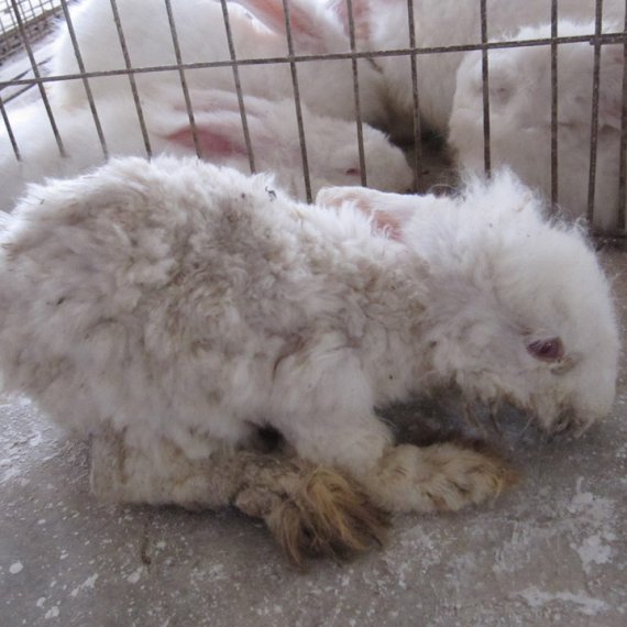 Angora: Torture for Rabbits