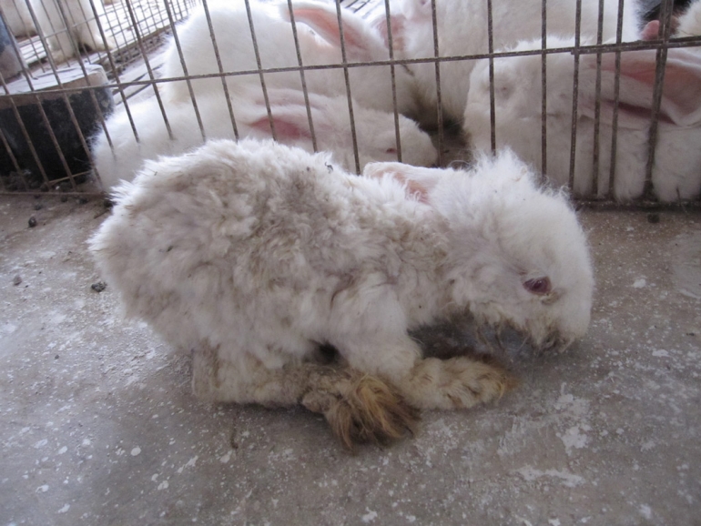 Angora: Torture for Rabbits  Animals Are Not Ours to Wear - PETA UK