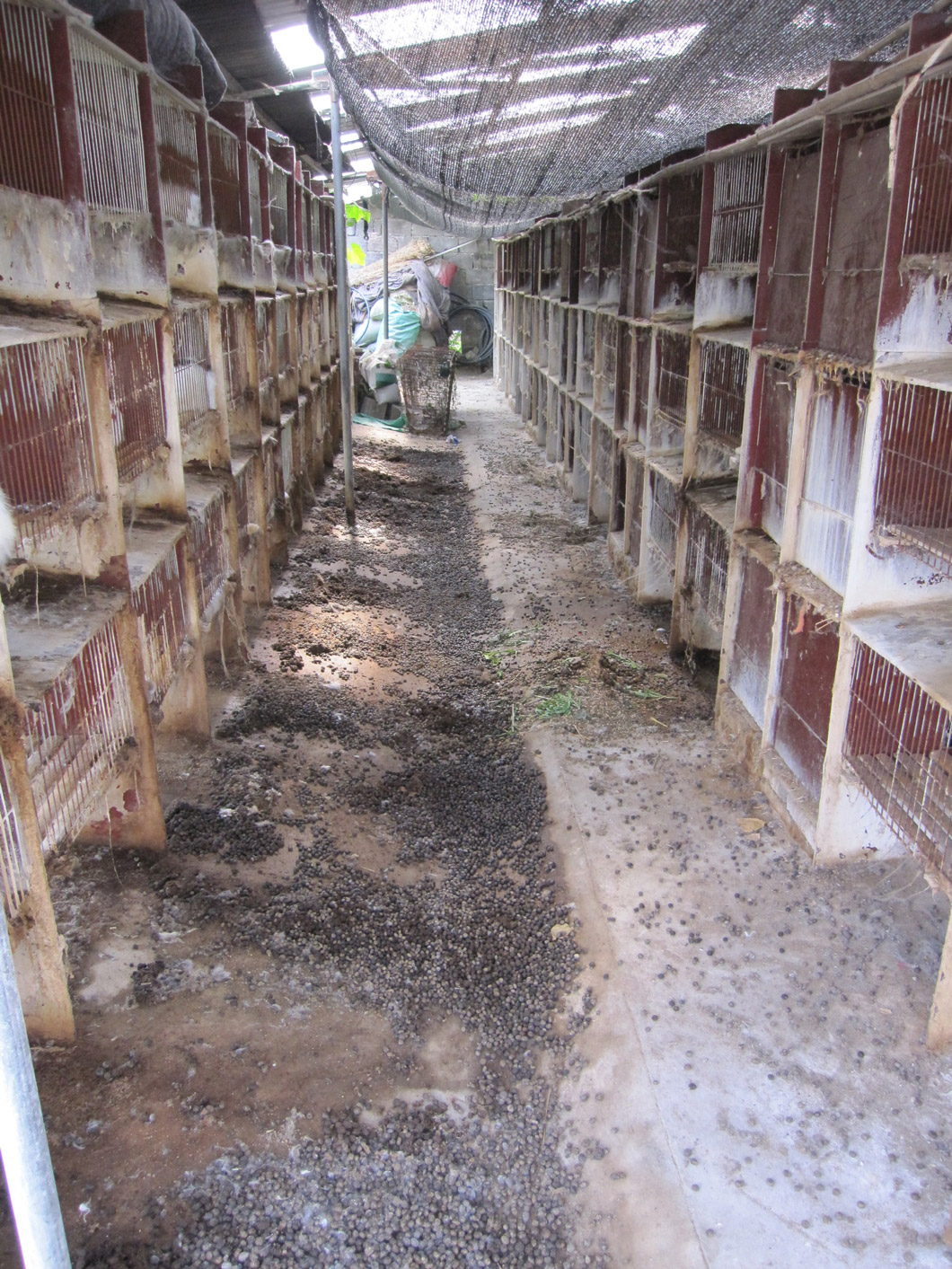 The temperature was over 37ºC with 80 percent humidity, and the rabbits were given little to no protection from the elements. 