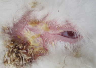 Here’s Why American Vintage Should Ban Angora
