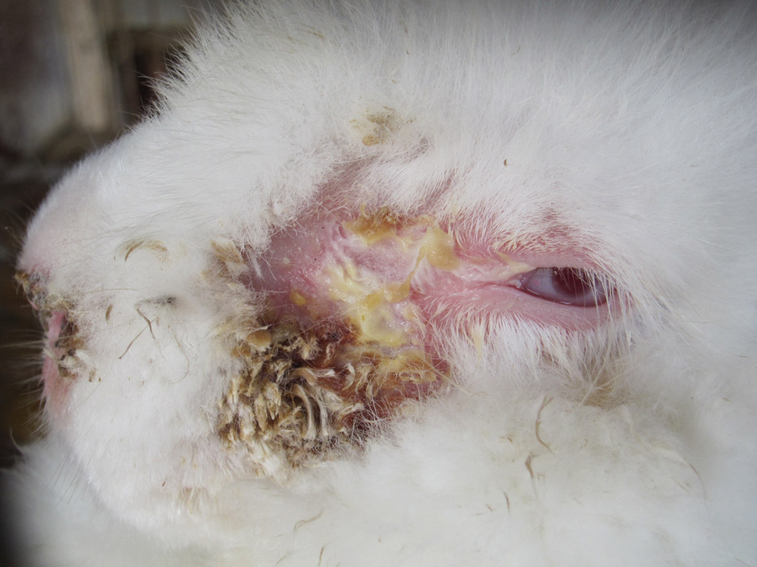 Veterinary care was grossly inadequate or non-existent. In many cases, the rabbits were offered no treatment for severe and chronic infections, sores, respiratory distress, malnutrition, blindness or neurological damage.