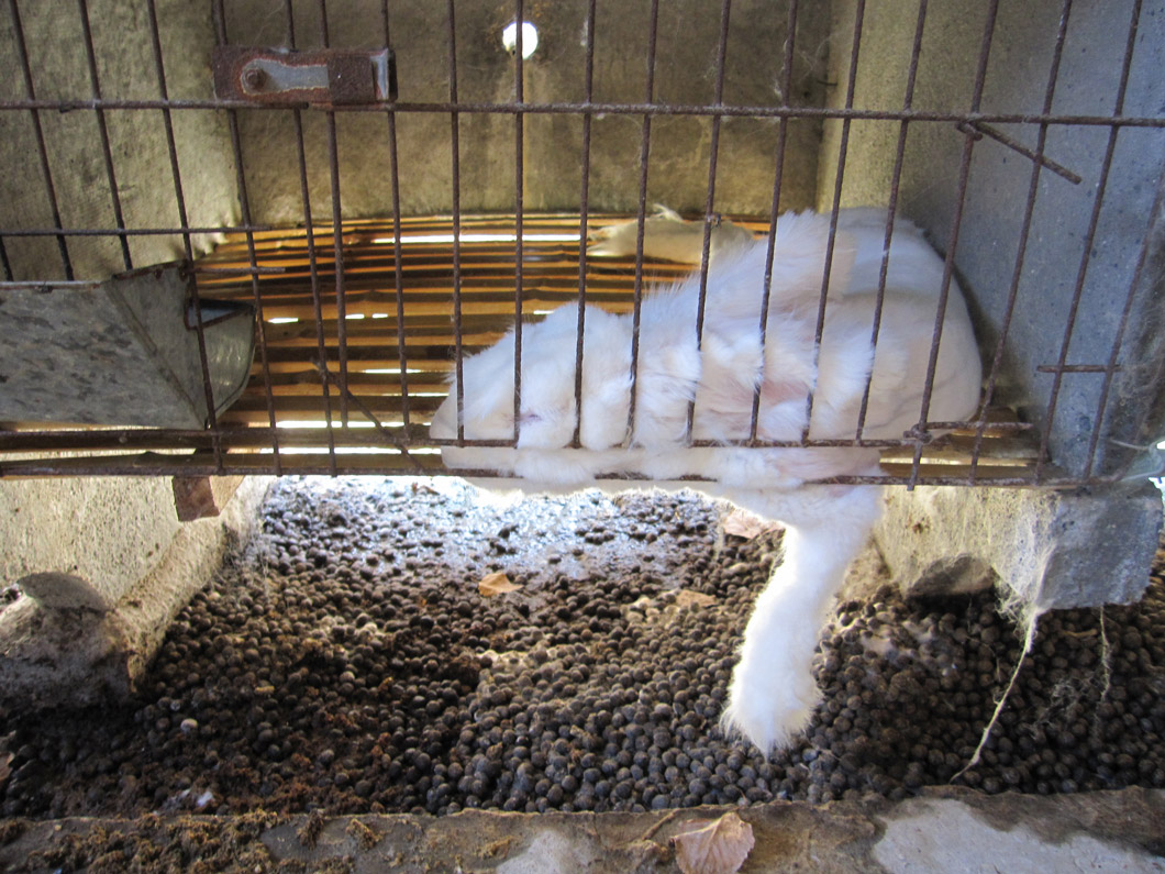 Some rabbits were so sick and weak that they lay in their own waste and didn't respond to the touch.