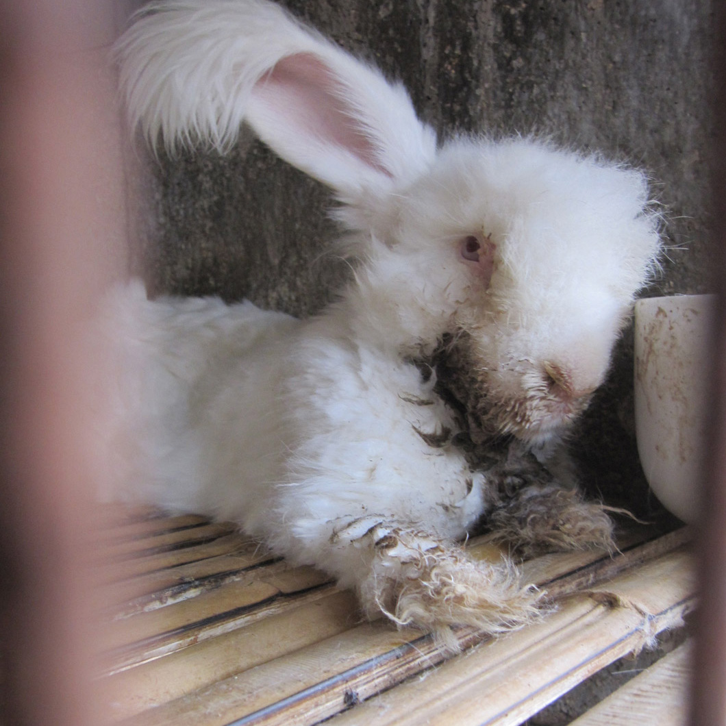 Of the farms PETA US visited, rabbits were not euthanised on site under any circumstances, no matter how sick or injured they were. Animals were left to languish for days, weeks or even months without relief or treatment before finally succumbing to death.