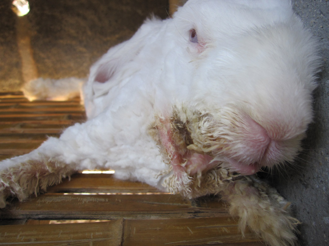 Most of the rabbits were suffering from severe skin irritation caused by excessive salivation. The saliva ran down their necks and onto their chests and forelimbs. As a result, these areas of skin had become severely infected. 