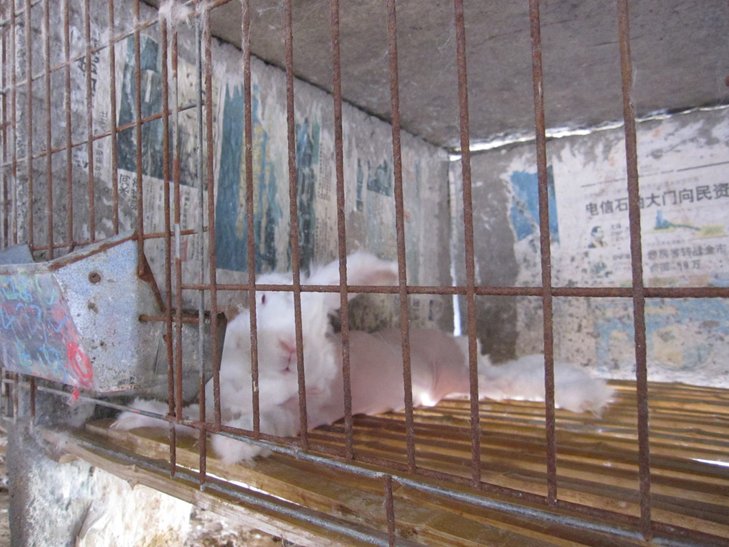 Rabbits who had been plucked bare lay motionless in their cages.