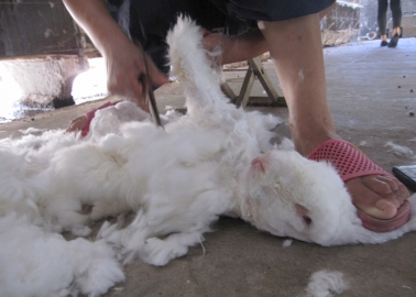 Do These Angora Farms Look ‘Humane’ to You?