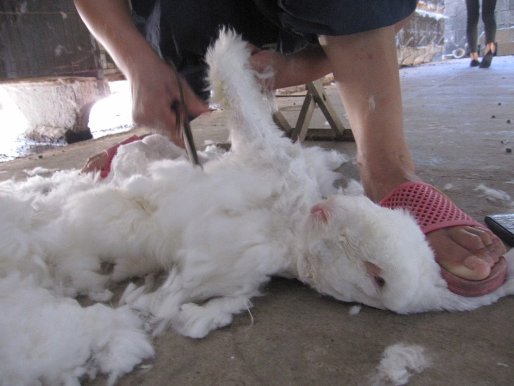 Rabbits were yanked out of cages by their sensitive ears and pinned under workers' feet while being violently sheared.