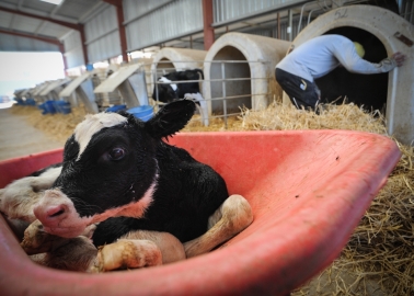 If You Think the Dairy Industry Is Anything but Inhumane, Read This