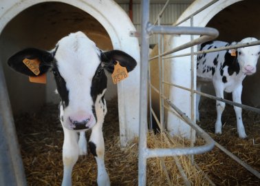 PETA Submits Complaint Over Ireland’s National Dairy Council Ads