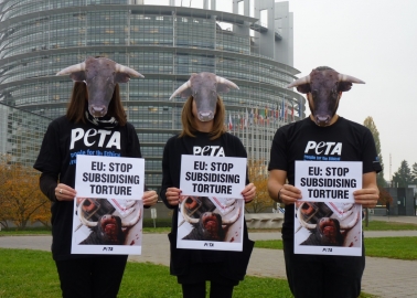 European Council Fails to End Bullfighting Subsidies – but This Is Not the End