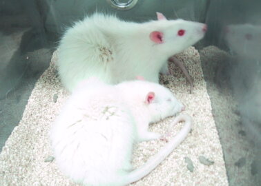 Life in an Animal Testing Laboratory: An ‘Unused’ Animal’s Experience