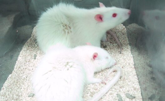 White rats in animal testing laboratory