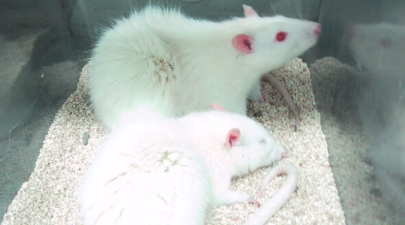 Urge Oreo Maker to Stop Paying for Experiments on Animals