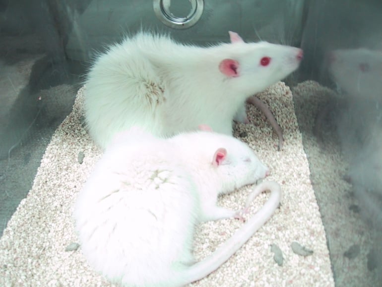 White rats in animal testing laboratory